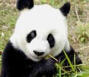 basi the panda