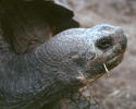 tortoise